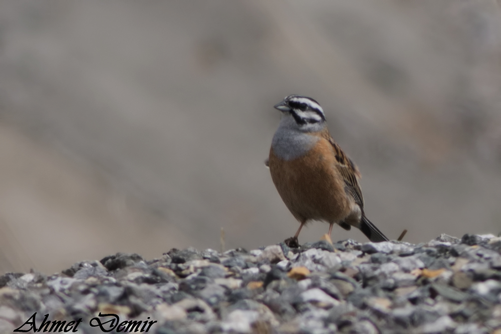 Rock Bunting